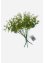 LED umělá rostlina eukalyptus (3 ks v balení), bpc living bonprix collection